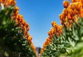 郁金香植物花卉图片桌面壁纸