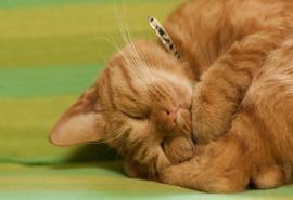 可爱小猫咪图片高清电脑桌面壁纸