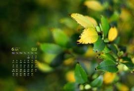 2018年6月护眼绿色高清小清新桌面日历壁纸