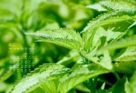 2018年6月绿色高清小清新桌面日历壁纸