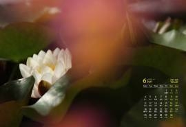 2018年6月唯美睡莲花高清日历壁纸