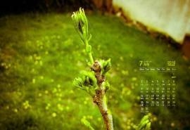 2018年7月清新护眼绿色图片高清日历壁纸
