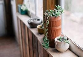 绿色护眼多肉植物图片桌面壁纸