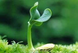 绿色养眼植物嫩芽高清桌面壁纸