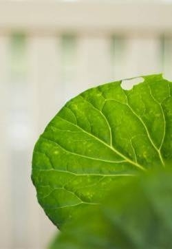 超清护眼绿色植物图片手机壁纸