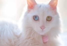 可爱白色小猫咪图片高清电脑壁纸