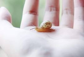 日系小清新蜗牛摄影高清桌面壁纸