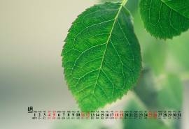 2018年8月绿色护眼小清新桌面日历壁纸