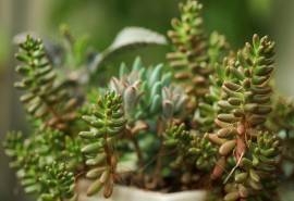 绿色护眼多肉植物高清桌面壁纸