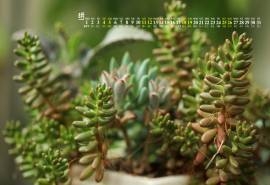 2018年8月绿色护眼多肉植物高清日历壁纸