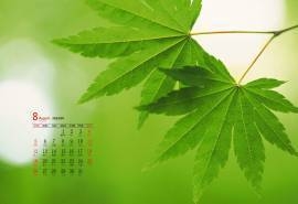 2018年8月清新护眼绿色图片高清日历壁纸