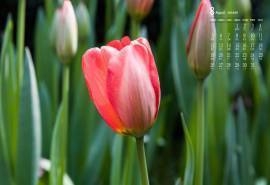 2018年8月唯美郁金香图片日历壁纸