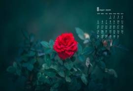 2018年8月护眼玫瑰花日历图片壁纸