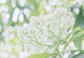 小清新绿色植物高清图片桌面壁纸
