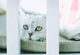 可爱的小猫咪高清桌面壁纸