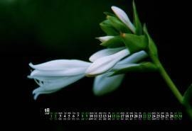 2018年9月绿色养眼植物嫩芽高清日历壁纸