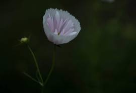 小清新绿色植物高清桌面壁纸