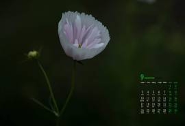 2018年9月小清新绿色植物高清日历壁纸