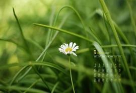 2018年9月绿色植物花卉电脑桌面日历壁纸