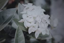 养眼绿色植物高清桌面壁纸