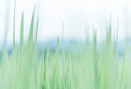 护眼绿色植物高清图片桌面壁纸