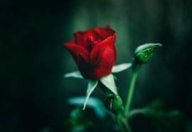 玫瑰花高清电脑桌面壁纸图片