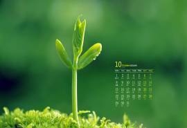 2018年10月绿色植物护眼高清日历壁纸
