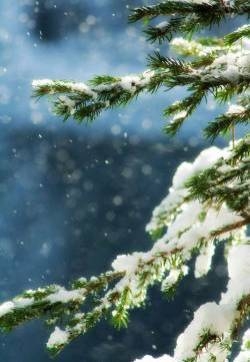 唯美动人雪景高清图片手机壁纸