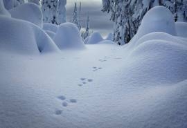 唯美雪景图片高清桌面壁纸