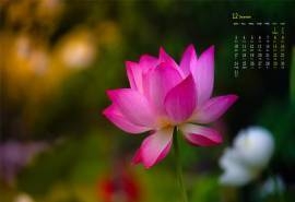 2018年12月漂亮的睡莲唯美高清日历壁纸