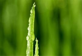 清新绿色护眼嫩芽高清桌面壁纸