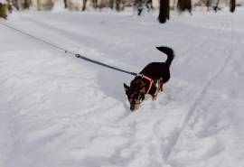 清新唯美雪景图片桌面壁纸
