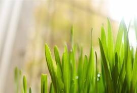 养眼植物绿叶嫩芽高清桌面壁纸