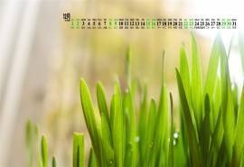 2018年12月养眼植物绿叶嫩芽高清日历壁纸