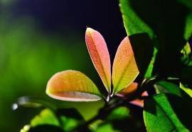 清新养眼绿色植物高清桌面壁纸