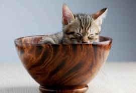 慵懒可爱的小猫咪图片桌面壁纸