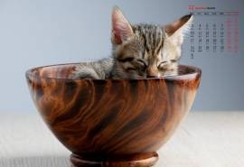 2018年12月软萌可爱猫咪图片日历壁纸