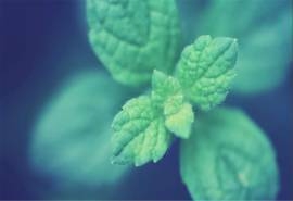 护眼绿色植物高清桌面壁纸