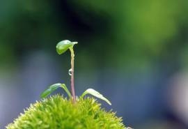 绿色护眼植物高清图片电脑壁纸