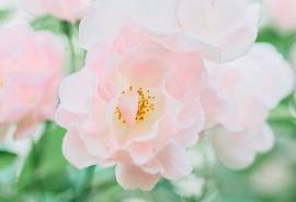 小清新绿色植物高清桌面壁纸