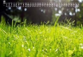 2019年1月绿色植物摄影图片日历壁纸