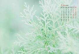 2019年1月养眼绿色植物清新高清日历壁纸