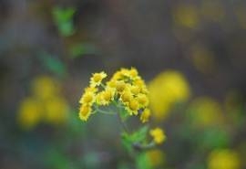 清新淡雅花卉微距摄影图片桌面壁纸