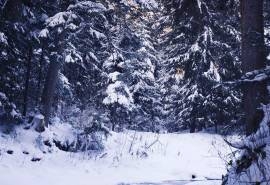 高清唯美冬日雪景图片桌面壁纸