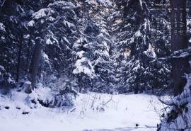 2019年2月冬季雪景图片日历壁纸