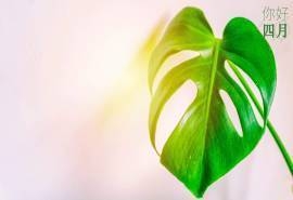 绿色护眼植物高清图片电脑壁纸