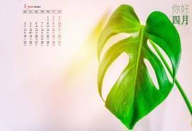 2019年3月清新护眼绿色植物图片日历壁纸