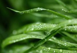 绿色植物风景高清电脑桌面壁纸
