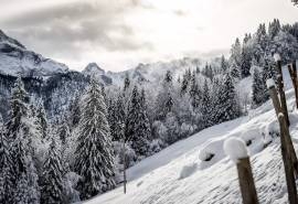 唯美森林雪景图片电脑壁纸