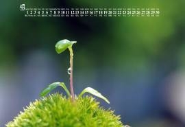 2019年4月清新养眼绿色植物日历壁纸